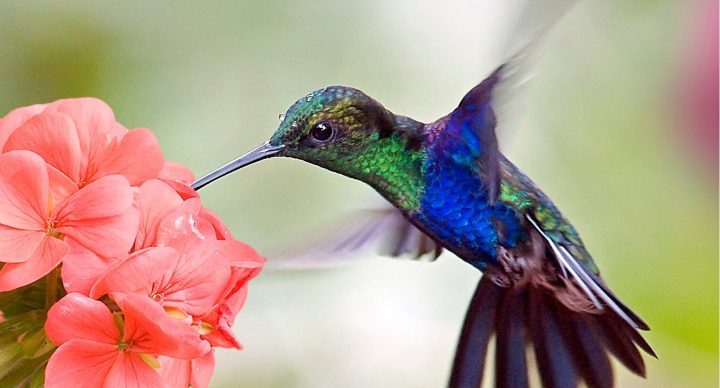 Curso de Especialista de Aula de Naturaleza