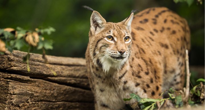 Curso de Especialista de Aula de Naturaleza