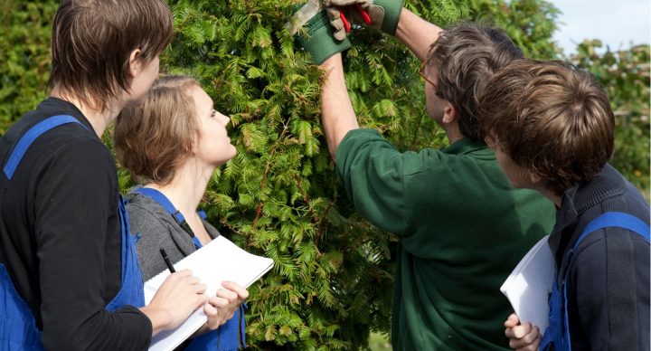 Curso de Monitor de Actividades Agroforestales