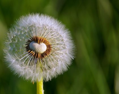 Curso de Educador e Intérprete Ambiental