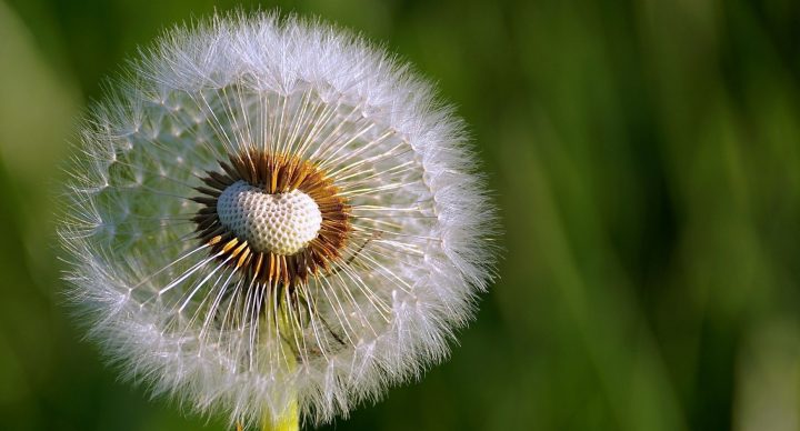 Curso de Educador e Intérprete Ambiental